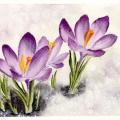 Crocus