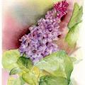 Lilas