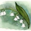 Muguet